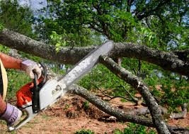 Best Tree Fertilization  in Tyndall, SD